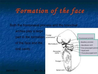 29/07/2017 BY - Dr. Sanjana G. Patil 17
Formation of the face
Both the frontonasal process and the branchial
arches play a large
part in the formation
of the face and the
oral cavity.
 