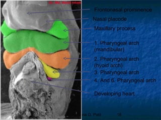 29/07/2017 BY - Dr. Sanjana G. Patil 18
Maxillary process
1. Pharyngeal arch
(mandibular)
2. Pharyngeal arch
(hyoid arch)
3. Pharyngeal arch
4. And 6. Pharyngeal arch
Developing heart
Nasal placode
Frontonasal prominence
 