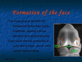29/07/2017 BY - Dr. Sanjana G. Patil 22
Formation of the face
The mesenchyme beneath the
ectodermal thickenings rapidly
proliferate, causing a tissue
elevation around the placodes.
Each nasal placode possesses an
outer lateral nasal and an inner
medial nasal swelling.
 