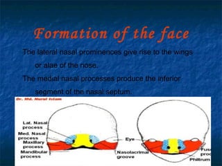 29/07/2017 BY - Dr. Sanjana G. Patil 28
Formation of the face
The lateral nasal prominences give rise to the wings
or alae of the nose.
The medial nasal processes produce the inferior
segment of the nasal septum.
 