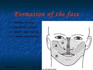 29/07/2017 BY - Dr. Sanjana G. Patil 30
Formation of the face
A = Maxillary process
B = Mandibular process
C = Medial nasal process
D = Lateral nasal process
 