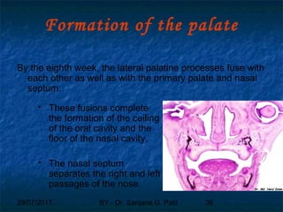 29/07/2017 BY - Dr. Sanjana G. Patil 36
Formation of the palate
By the eighth week, the lateral palatine processes fuse with
each other as well as with the primary palate and nasal
septum.
 These fusions complete
the formation of the ceiling
of the oral cavity and the
floor of the nasal cavity.
 The nasal septum
separates the right and left
passages of the nose.
 