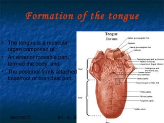 29/07/2017 BY - Dr. Sanjana G. Patil 39
Formation of the tongue
 The tongue is a muscular
organ composed of :
 An anterior movable part,
termed the body, and
 The posterior firmly attached
base/root or branchial part.
 