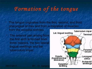 29/07/2017 BY - Dr. Sanjana G. Patil 40
Formation of the tongue
 The tongue originates from the first, second, and third
pharyngeal arches and from a migration of muscles
from the occipital somites.
 The anterior part arising from
the first arch is formed from
three masses, the two lateral
lingual swellings and the
tuberculum impar.
 