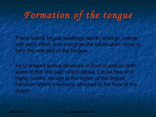29/07/2017 BY - Dr. Sanjana G. Patil 41
Formation of the tongue
 These lateral lingual swellings rapidly enlarge, merge
with each other, and overgrow the tuberculum impar to
form the oral part of the tongue.
 An U-shaped sulcus develops in front of and on both
sides of this oral part, which allows it to be free and
highly mobile, except at the region of the lingual
frenulum where it remains attached to the floor of the
mouth.
 