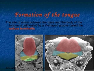 29/07/2017 BY - Dr. Sanjana G. Patil 43
Formation of the tongue
The site of union between the base and the body of the
tongue is delineated by a V-shaped groove called the
sulcus terminalis.
 