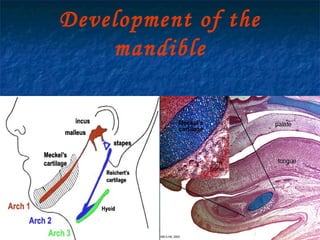 29/07/2017 BY - Dr. Sanjana G. Patil 48
Development of the
mandible
 