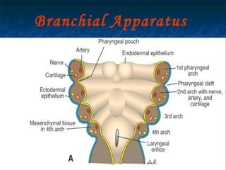 29/07/2017 BY - Dr. Sanjana G. Patil 5
Branchial Apparatus
 