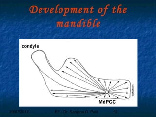 29/07/2017 BY - Dr. Sanjana G. Patil 50
Development of the
mandible
 