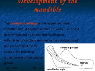 29/07/2017 BY - Dr. Sanjana G. Patil 52
Development of the
mandible
The condylar cartilage is the largest and most
important one. It appears in the 12th
week i. u. and is
quickly replaced by enchondral ossification.
A thin layer of cartilage remains in the condylar head
and persists until the 20
years of life providing
a mechanism of mandibular
growth.
 