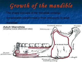 29/07/2017 BY - Dr. Sanjana G. Patil 53
Growth of the mandible
The shape and size of the mandible undergo
considerable transformation from embryonic to adult
mandible.
 