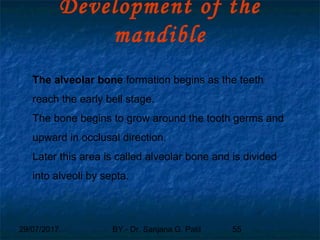 29/07/2017 BY - Dr. Sanjana G. Patil 55
Development of the
mandible
The alveolar bone formation begins as the teeth
reach the early bell stage.
The bone begins to grow around the tooth germs and
upward in occlusal direction.
Later this area is called alveolar bone and is divided
into alveoli by septa.
 
