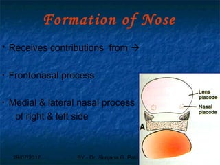 29/07/2017 BY - Dr. Sanjana G. Patil 56
Formation of Nose
 Receives contributions from 
• Frontonasal process
• Medial & lateral nasal process
of right & left side
56
 