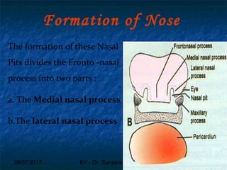 29/07/2017 BY - Dr. Sanjana G. Patil 58
The formation of these Nasal
Pits divides the Fronto -nasal
process into two parts :
a. The Medial nasal process
b.The lateral nasal process
Formation of Nose
 