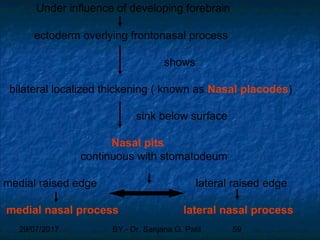 29/07/2017 BY - Dr. Sanjana G. Patil 59
Under influence of developing forebrain
ectoderm overlying frontonasal process
shows
bilateral localized thickening ( known as Nasal placodes)
sink below surface
Nasal pits
continuous with stomatodeum
medial raised edge lateral raised edge
medial nasal process lateral nasal process
 