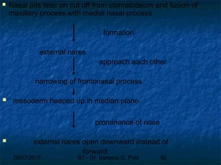 29/07/2017 BY - Dr. Sanjana G. Patil 60
 Nasal pits later on cut off from stomatodeum and fusion of
maxillary process with medial nasal process
formation
external nares
approach each other
narrowing of frontonasal process
 mesoderm heaped up in median plane
prominence of nose
 external nares open downward instead of
forward
 