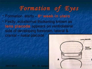 29/07/2017 BY - Dr. Sanjana G. Patil 61
Formation of Eyes
 Formation starts – 8th
week in utero
 Firstly, ectodermal thickening known as
lens placode appears on ventrolateral
side of developing forebrain, lateral &
cranial – nasal placode
 