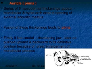 29/07/2017 BY - Dr. Sanjana G. Patil 64
 Auricle ( pinna )
• Series of 6 mesodermal thickenings appear –
mandibular & hyoid arch around opening of
external acoustic meatus
• Fusion of these thickenings leads to pinna
• Firstly it lies caudal – developing jaw , later on
pushed upward & backward to its definitive
position because of great enlargement of
mandibular process
 