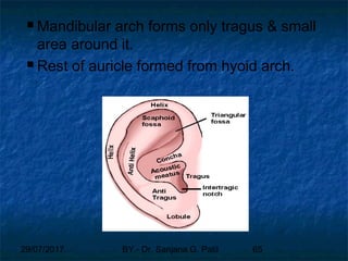 29/07/2017 BY - Dr. Sanjana G. Patil 65
 Mandibular arch forms only tragus & small
area around it.
 Rest of auricle formed from hyoid arch.
 
