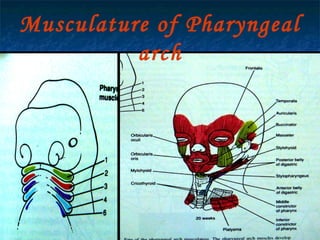 29/07/2017 BY - Dr. Sanjana G. Patil 9
Musculature of Pharyngeal
arch
 