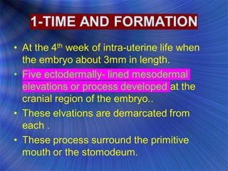 DEVELOPMENT OF THE FACE AND ORAL CAVITY.ppt
