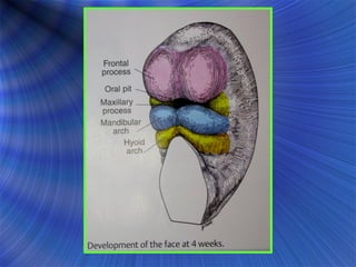 DEVELOPMENT OF THE FACE AND ORAL CAVITY.ppt