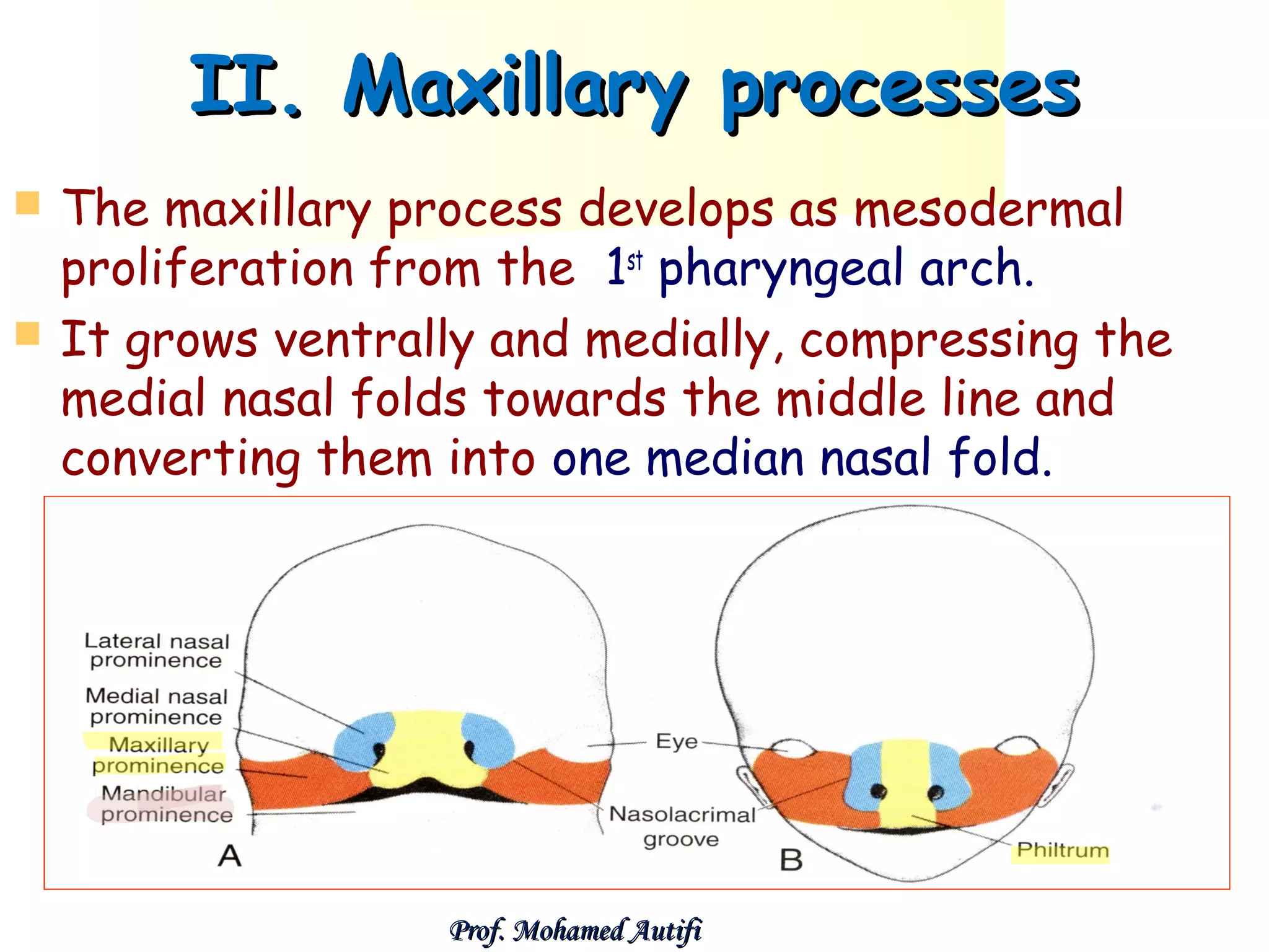 II. Maxillary processes



The maxillary process develops as mesodermal
proliferation from the 1st pharyngeal arch.
It grows ventrally and medially, compressing the
medial nasal folds towards the middle line and
converting them into one median nasal fold.

Prof. Mohamed Autifi

 