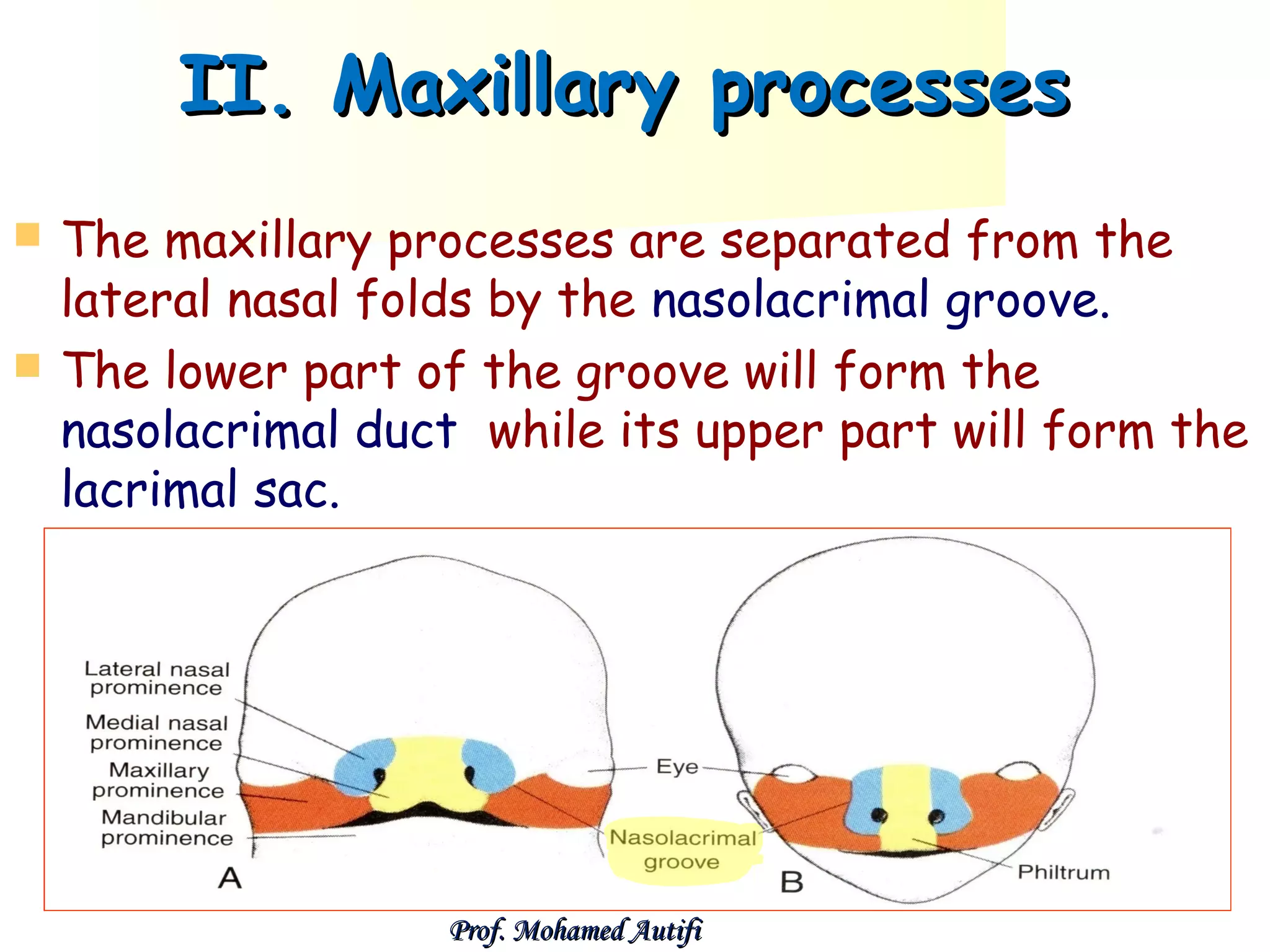 II. Maxillary processes



The maxillary processes are separated from the
lateral nasal folds by the nasolacrimal groove.
The lower part of the groove will form the
nasolacrimal duct while its upper part will form the
lacrimal sac.

Prof. Mohamed Autifi

 