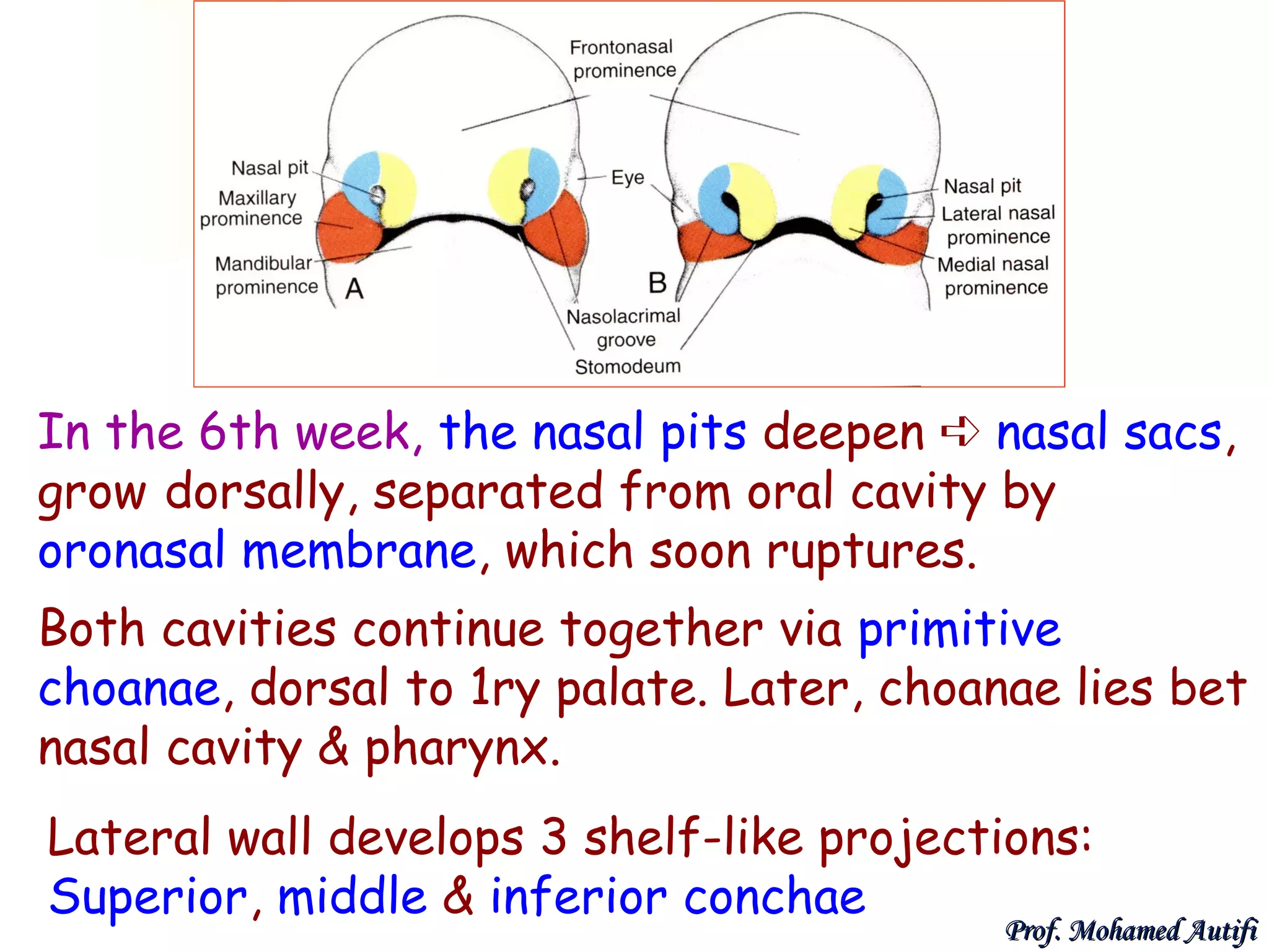In the 6th week, the nasal pits deepen ➪ nasal sacs,
grow dorsally, separated from oral cavity by
oronasal membrane, which soon ruptures.
Both cavities continue together via primitive
choanae, dorsal to 1ry palate. Later, choanae lies bet
nasal cavity & pharynx.
Lateral wall develops 3 shelf-like projections:
Superior, middle & inferior conchae

Prof. Mohamed Autifi

 