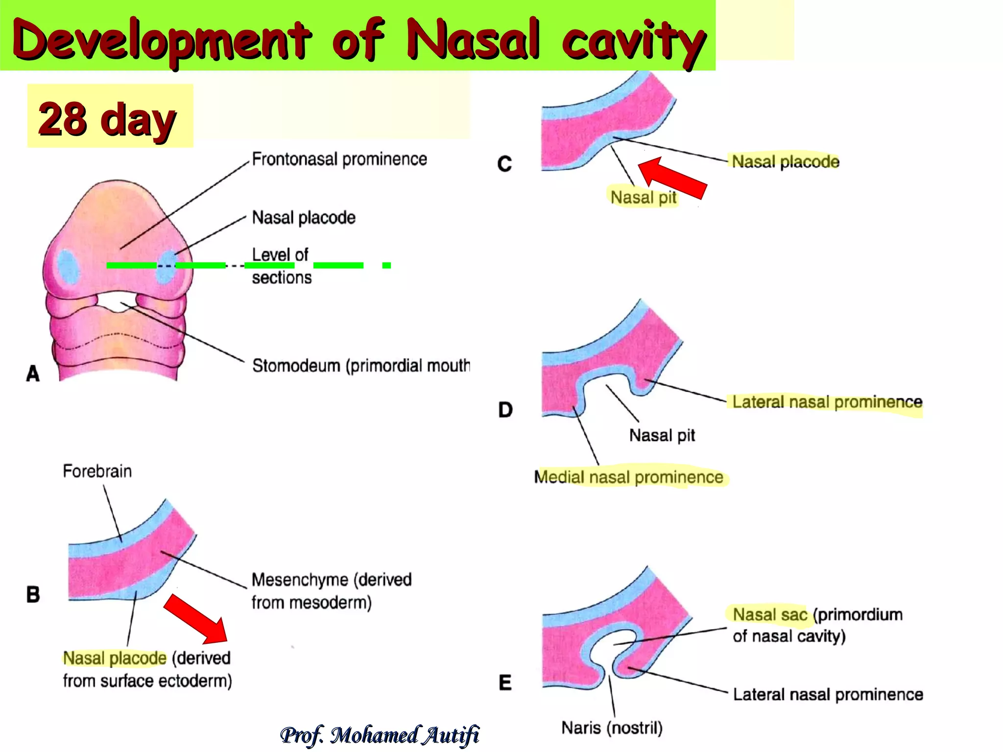 Development of Nasal cavity
28 day

Prof. Mohamed Autifi

 