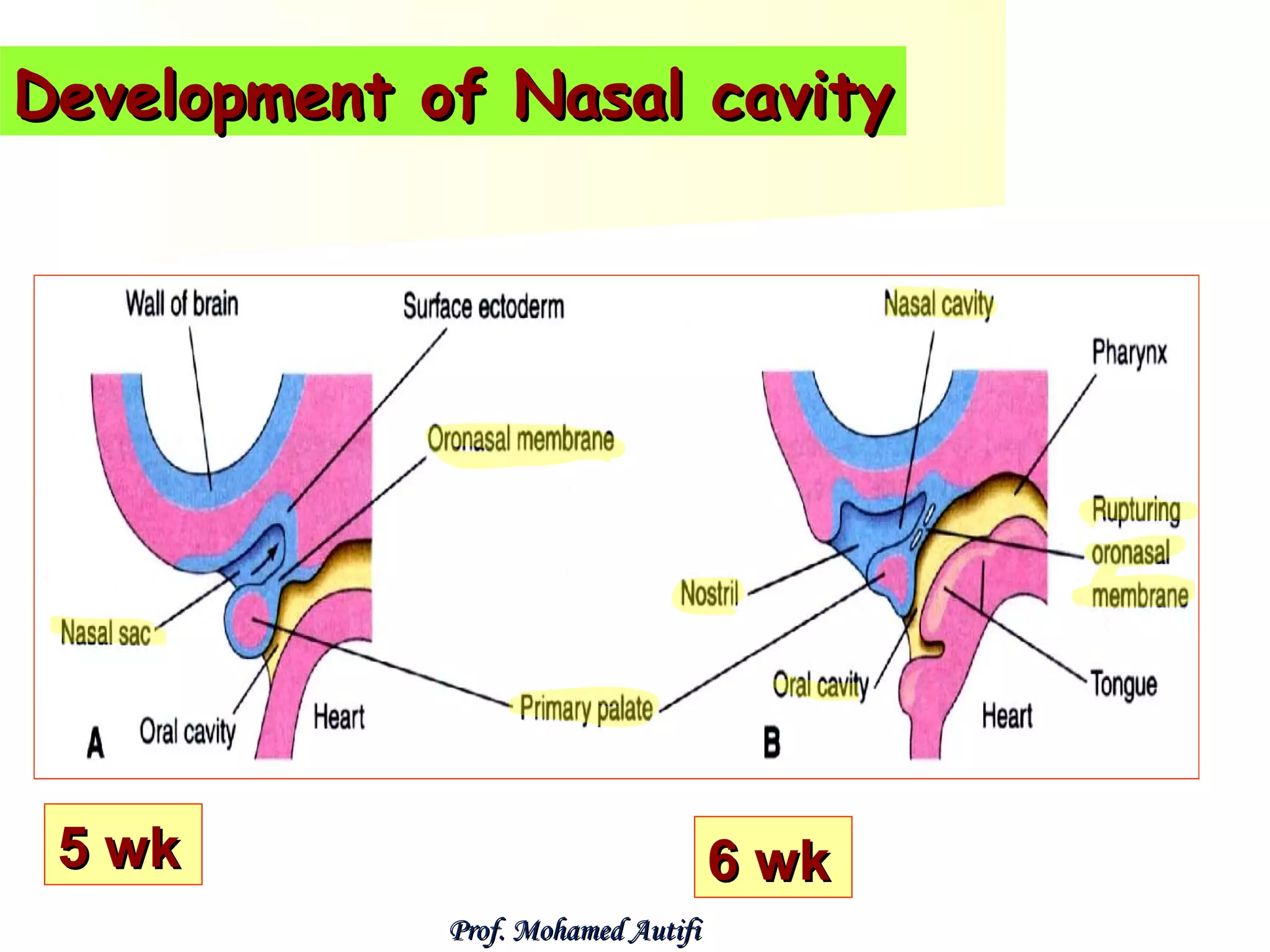 Development of Nasal cavity

5 wk

6 wk
Prof. Mohamed Autifi

 