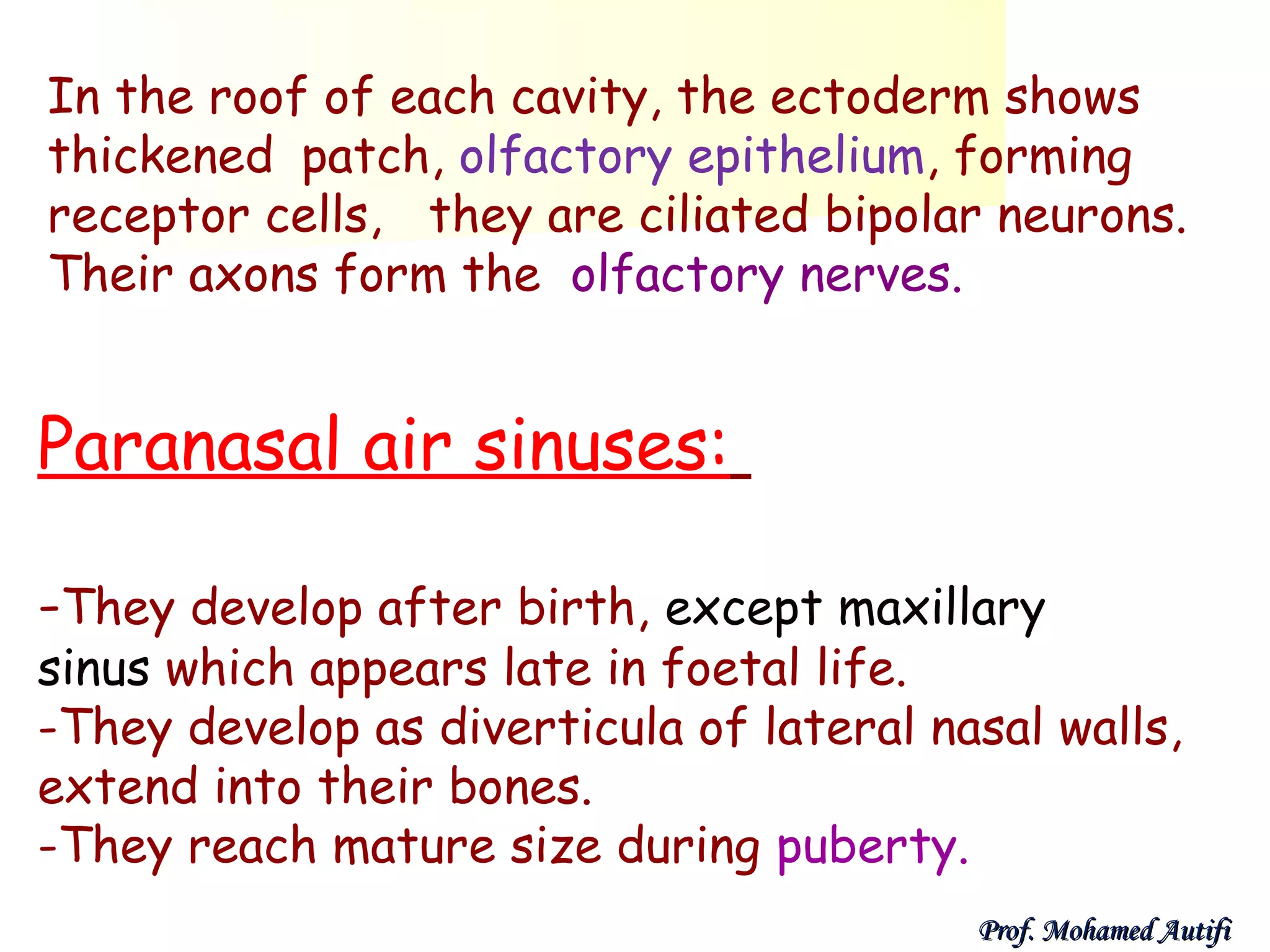 In the roof of each cavity, the ectoderm shows
thickened patch, olfactory epithelium, forming
receptor cells, they are ciliated bipolar neurons.
Their axons form the olfactory nerves.

Paranasal air sinuses:
-They develop after birth, except maxillary

sinus which appears late in foetal life.
-They develop as diverticula of lateral nasal walls,
extend into their bones.
-They reach mature size during puberty.
Prof. Mohamed Autifi

 