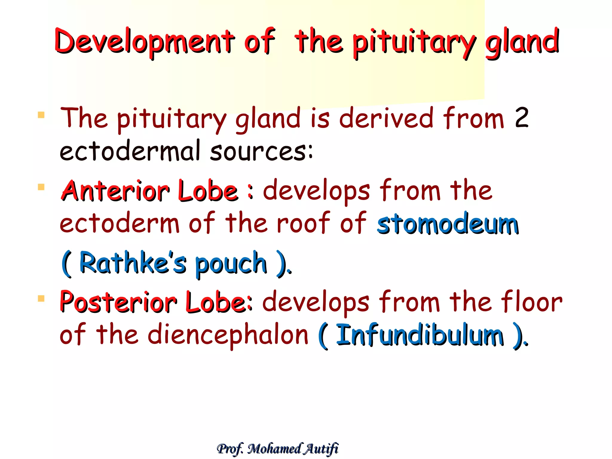 Development of the pituitary gland
The pituitary gland is derived from 2
ectodermal sources:
 Anterior Lobe : develops from the
ectoderm of the roof of stomodeum
( Rathke’s pouch ).
 Posterior Lobe: develops from the floor
of the diencephalon ( Infundibulum ).


Prof. Mohamed Autifi

 