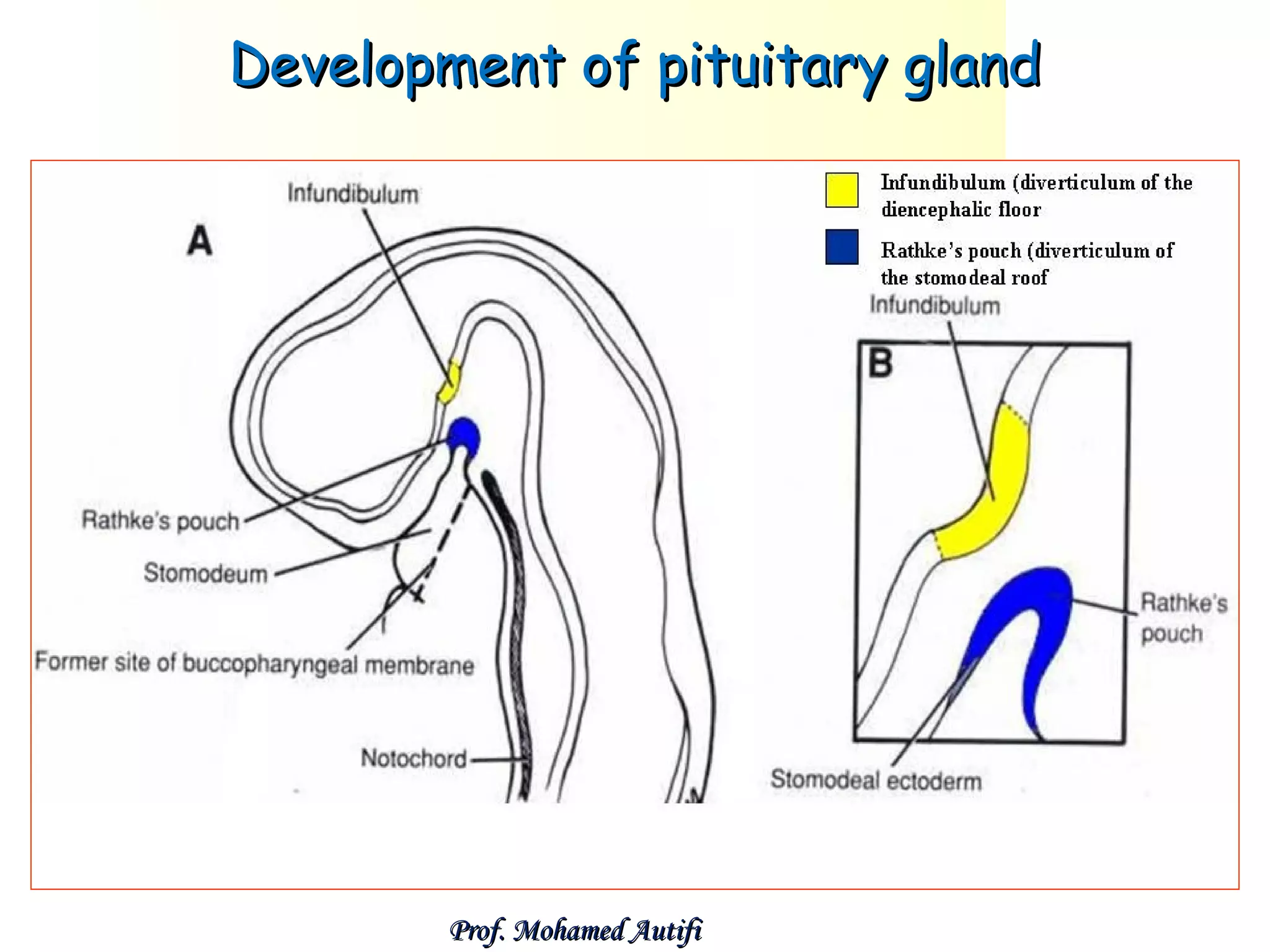 Development of pituitary gland

Prof. Mohamed Autifi

 