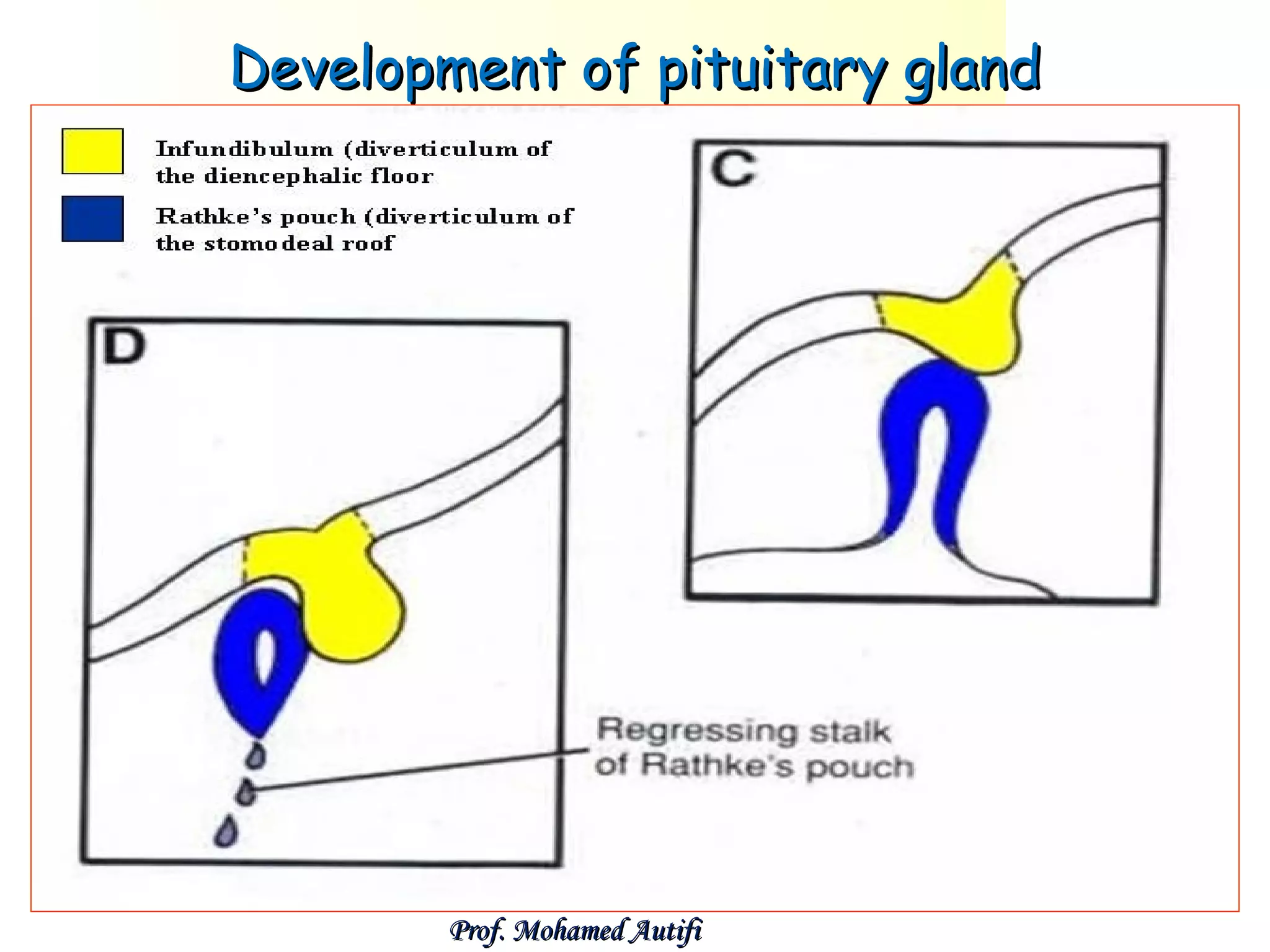 Development of pituitary gland

Prof. Mohamed Autifi

 