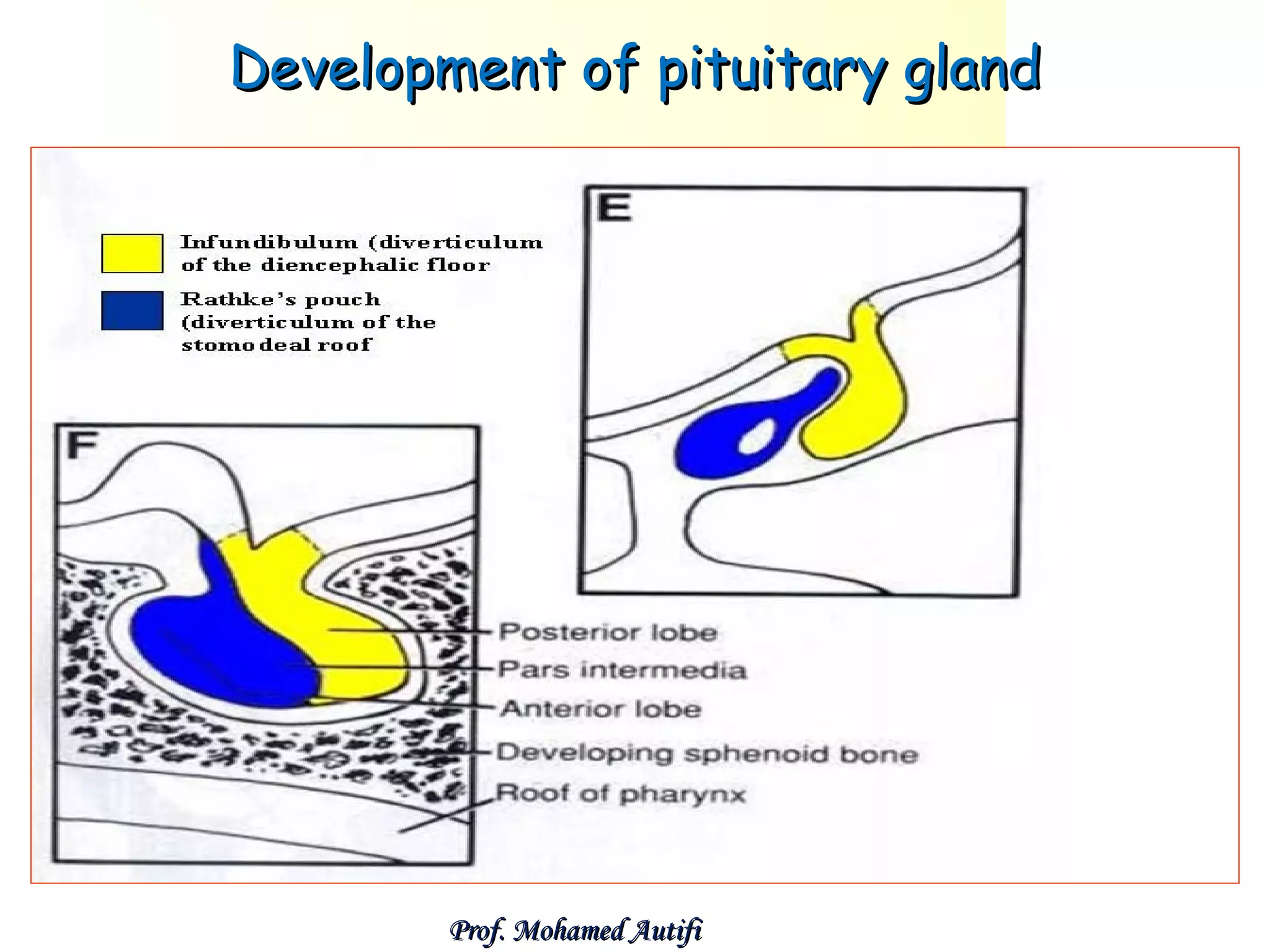 Development of pituitary gland

Prof. Mohamed Autifi

 
