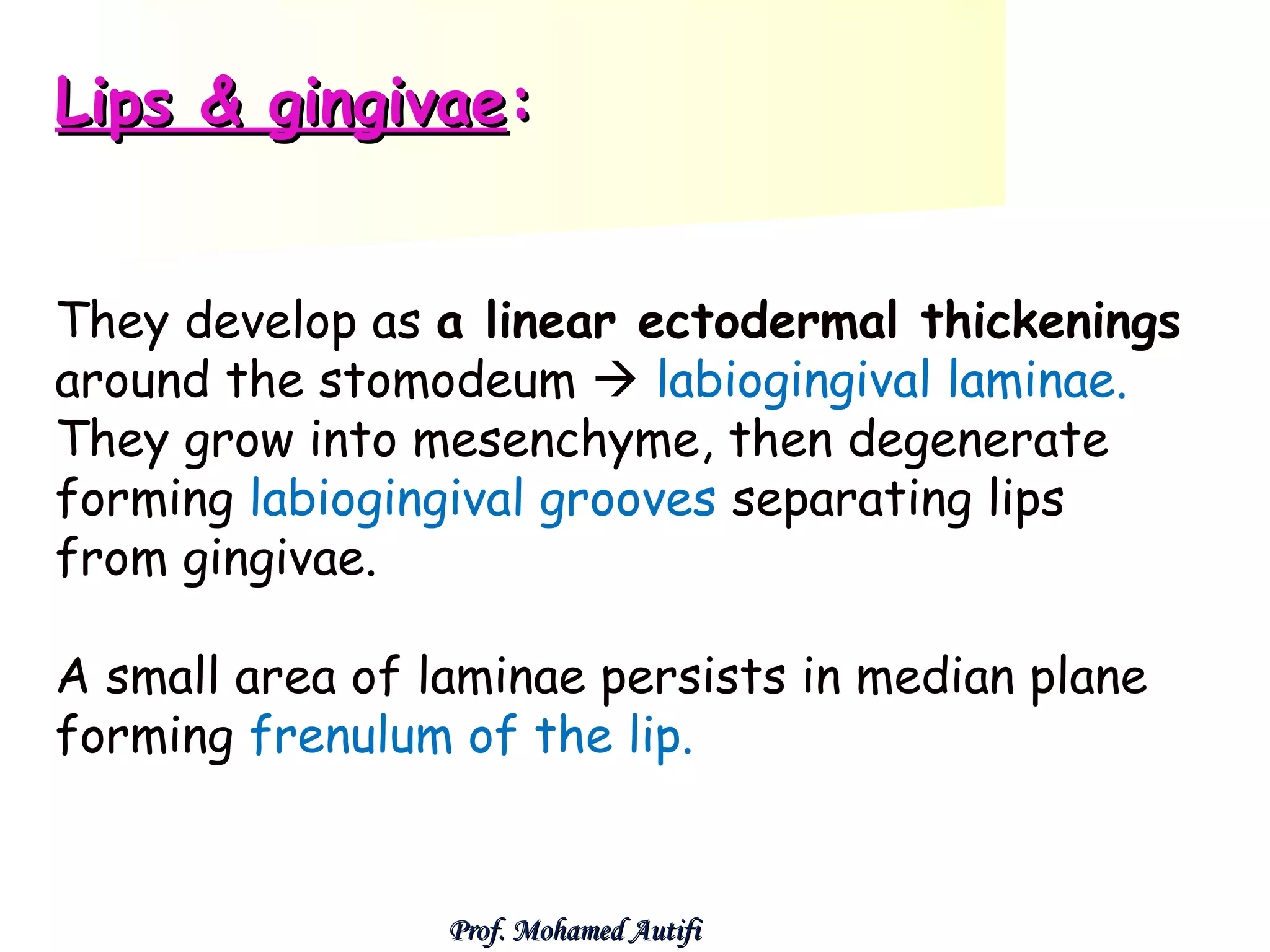Lips & gingivae:
They develop as a linear ectodermal thickenings
around the stomodeum  labiogingival laminae.
They grow into mesenchyme, then degenerate
forming labiogingival grooves separating lips
from gingivae.
A small area of laminae persists in median plane
forming frenulum of the lip.

Prof. Mohamed Autifi

 