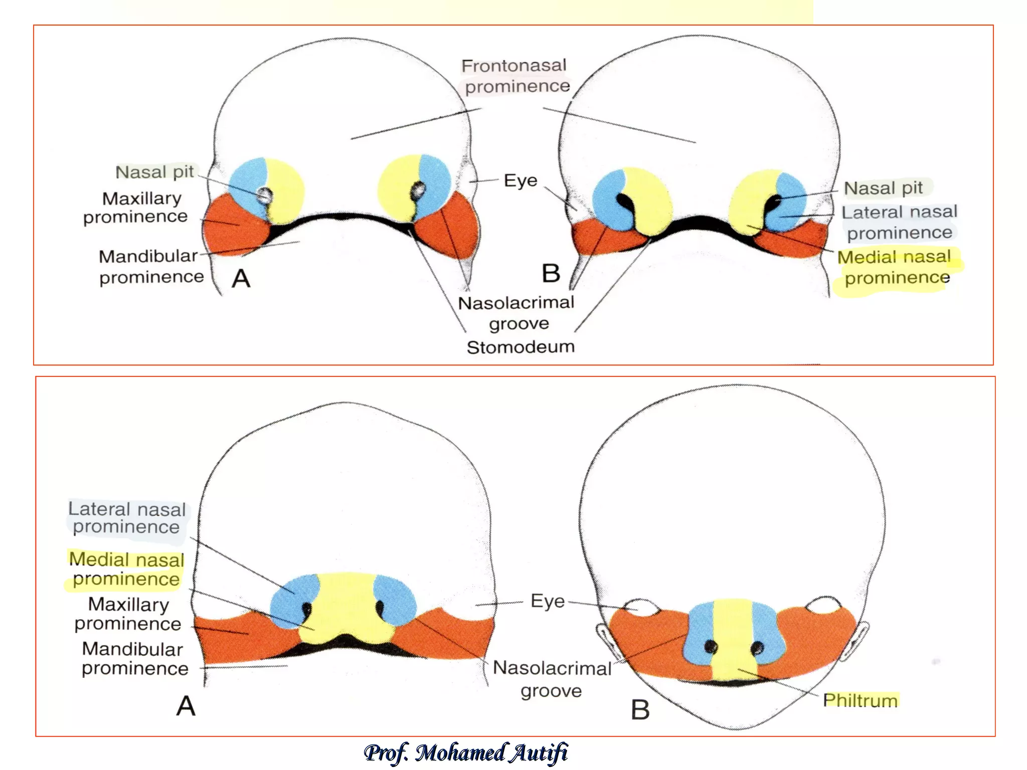 Prof. Mohamed Autifi

 