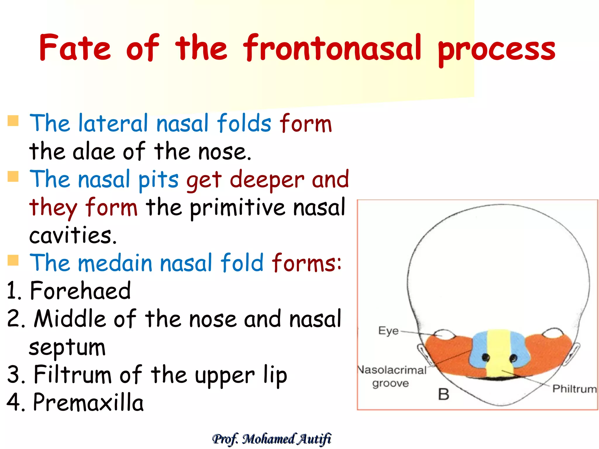 Fate of the frontonasal process
The lateral nasal folds form
the alae of the nose.
 The nasal pits get deeper and
they form the primitive nasal
cavities.
 The medain nasal fold forms:
1. Forehaed
2. Middle of the nose and nasal
septum
3. Filtrum of the upper lip
4. Premaxilla


Prof. Mohamed Autifi

 