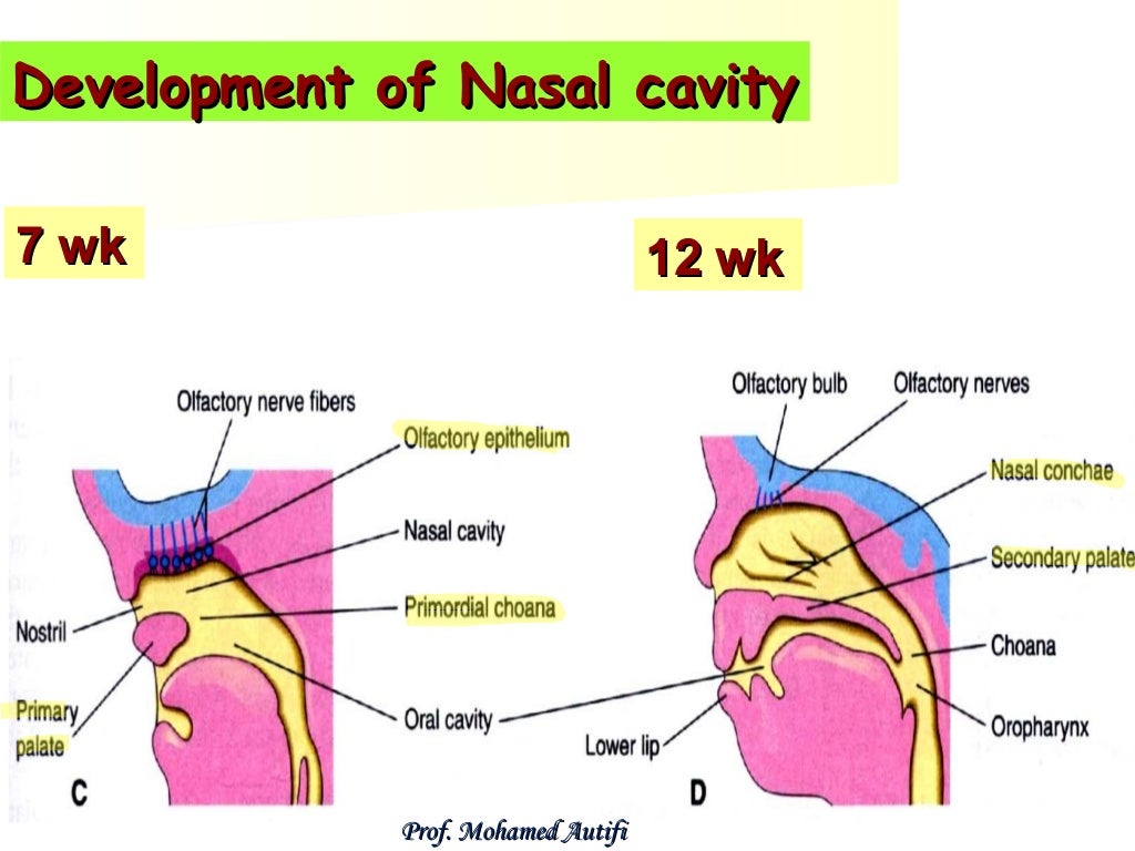 Development of the face, nose, palate