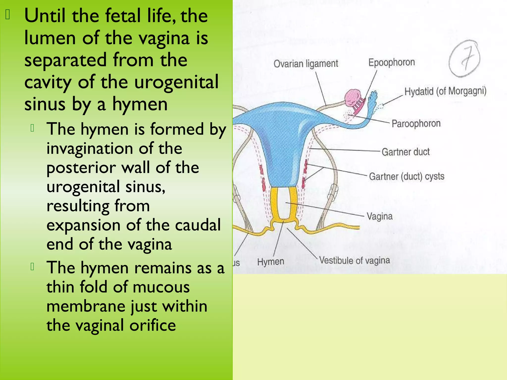 Development of the female genital system | PPT
