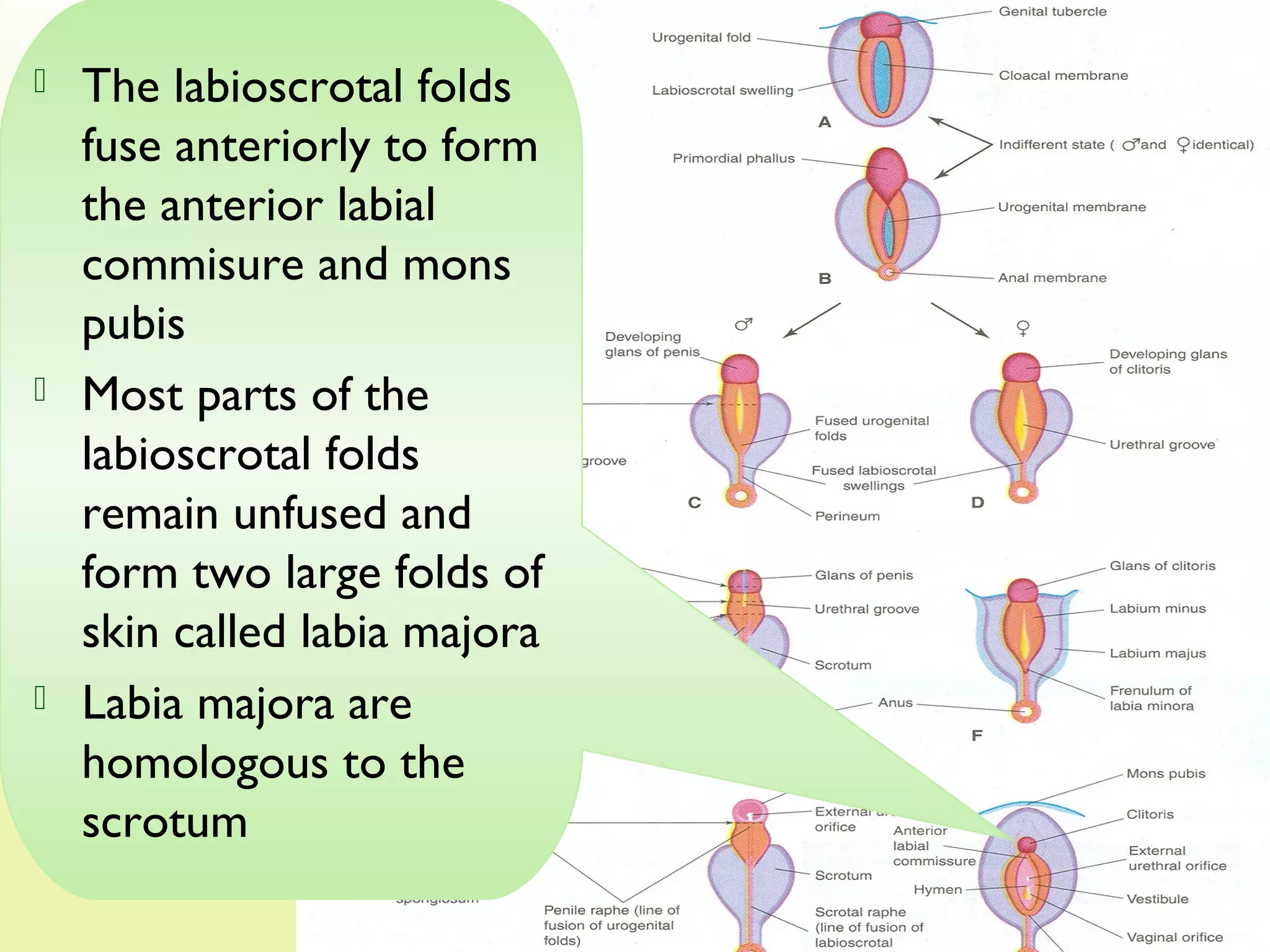 Development Of The Female Genital System PPT development-of-the-female-genital-system-ppt