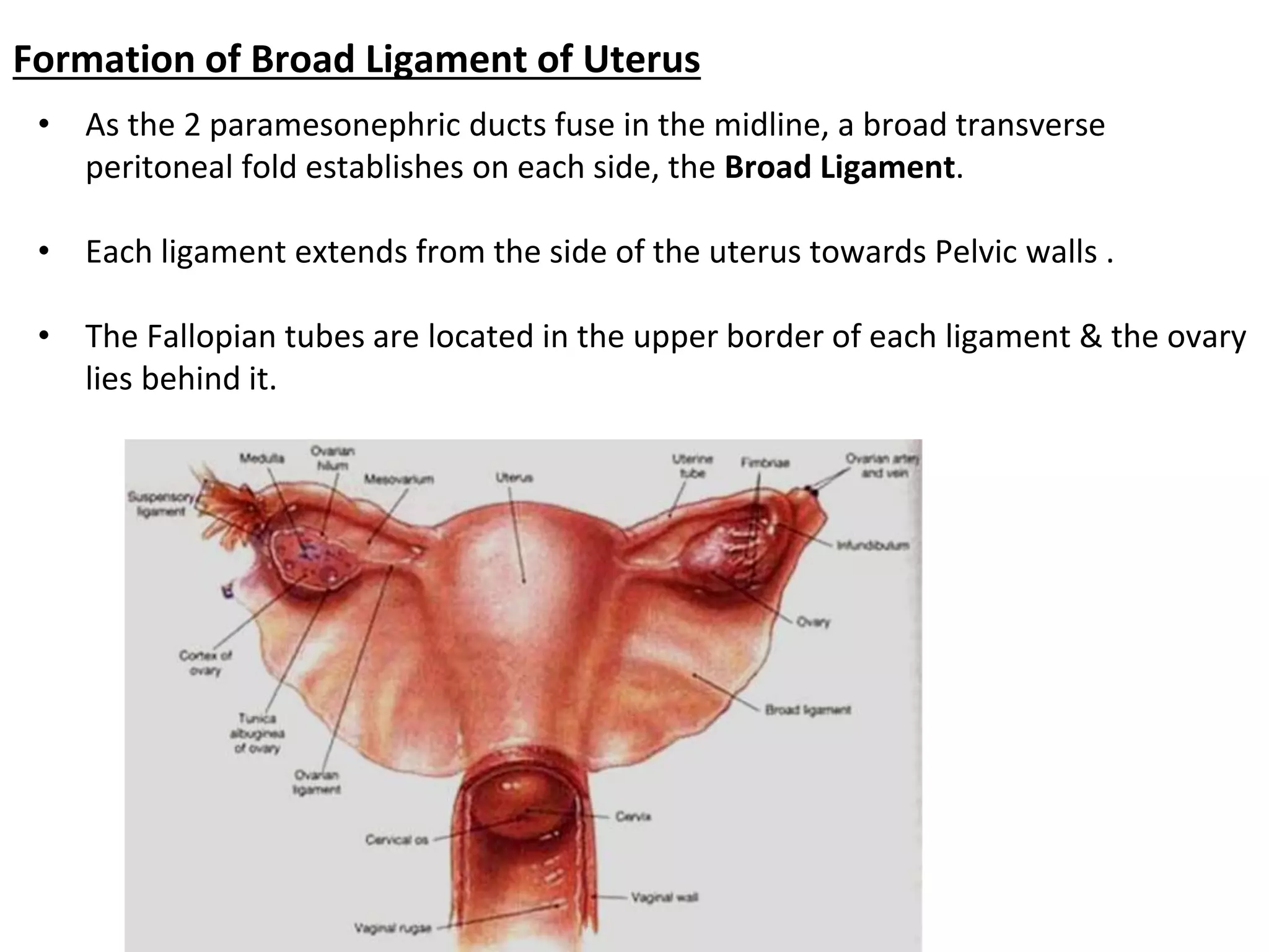 • As the 2 paramesonephric ducts fuse in the midline, a broad transverse
peritoneal fold establishes on each side, the Broad Ligament.
• Each ligament extends from the side of the uterus towards Pelvic walls .
• The Fallopian tubes are located in the upper border of each ligament & the ovary
lies behind it.
Formation of Broad Ligament of Uterus
 