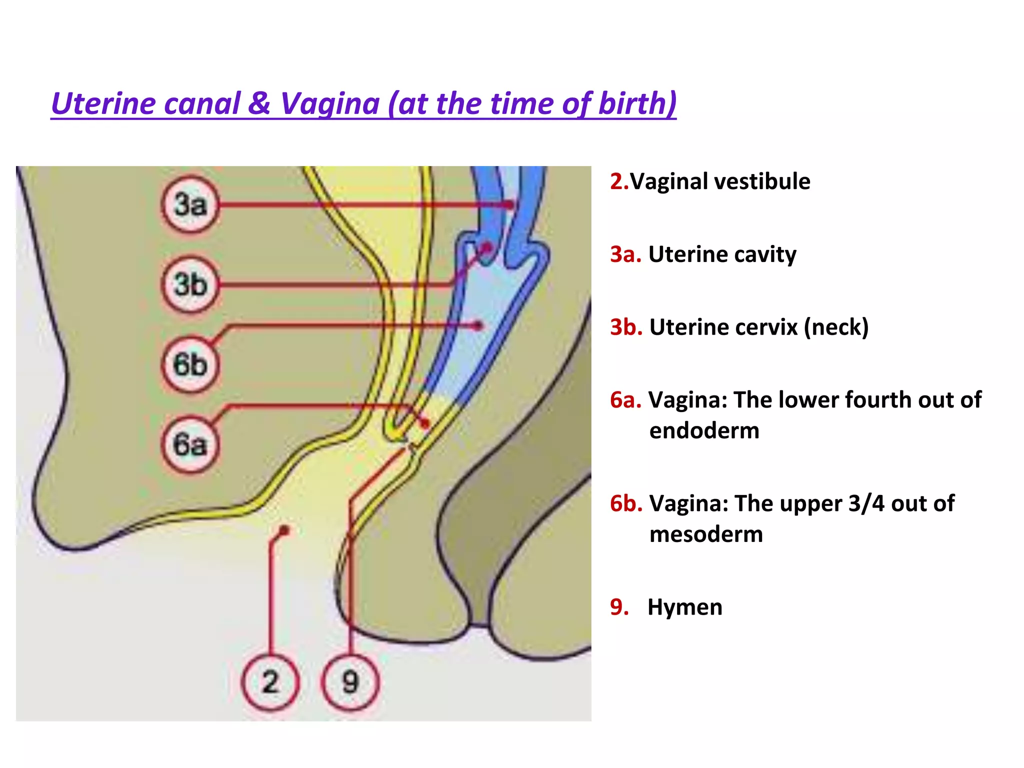Uterine canal & Vagina (at the time of birth)
2.Vaginal vestibule
3a. Uterine cavity
3b. Uterine cervix (neck)
6a. Vagina: The lower fourth out of
endoderm
6b. Vagina: The upper 3/4 out of
mesoderm
9. Hymen
 