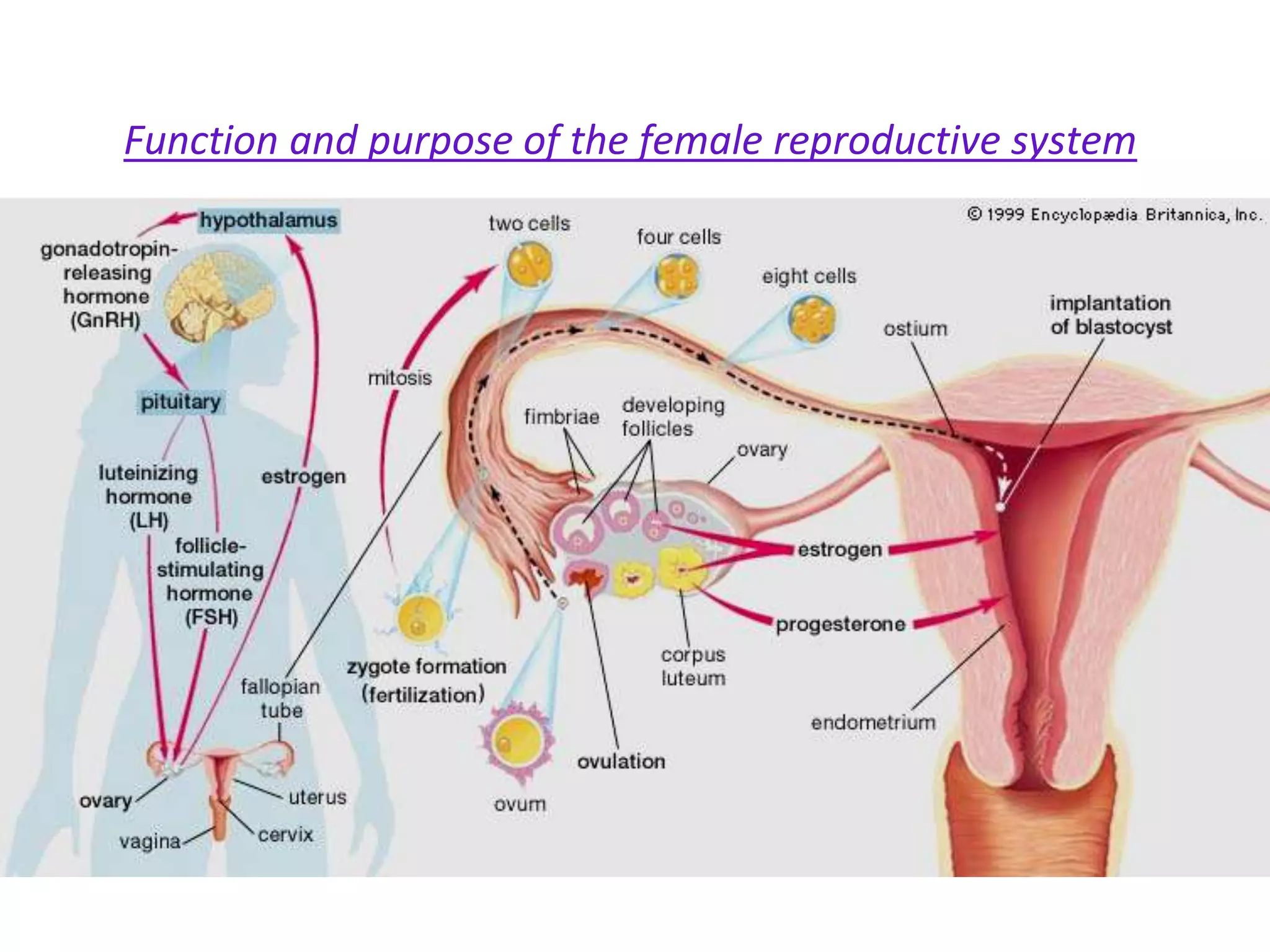 Function and purpose of the female reproductive system
 