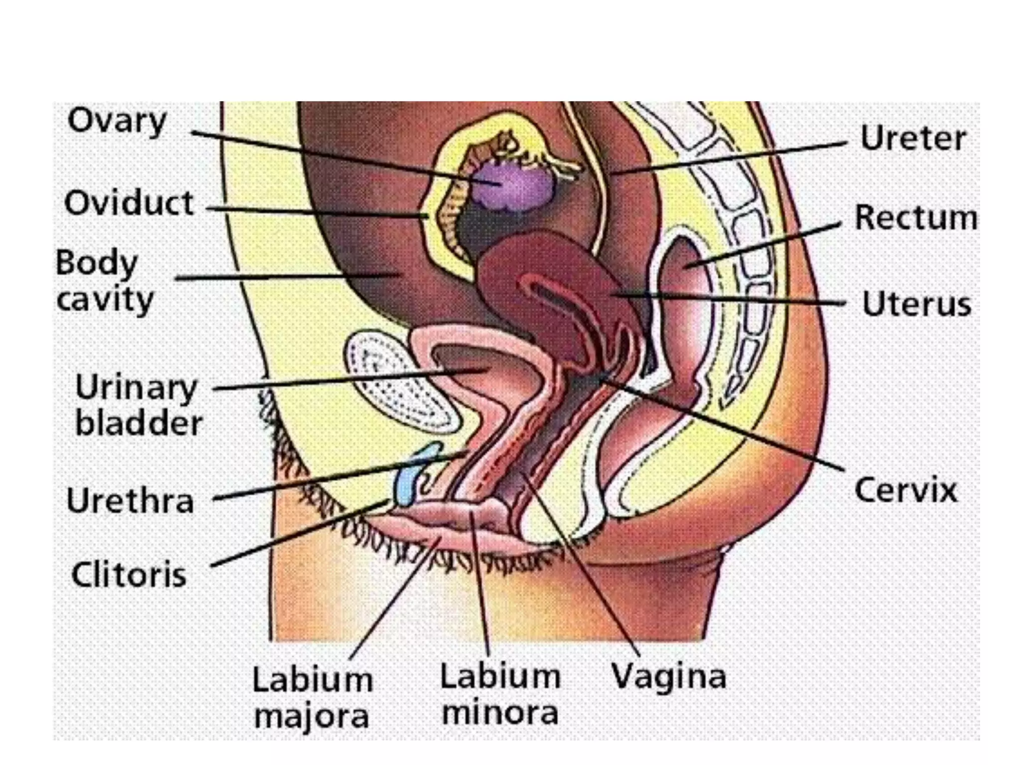 Development of the female reproductive system