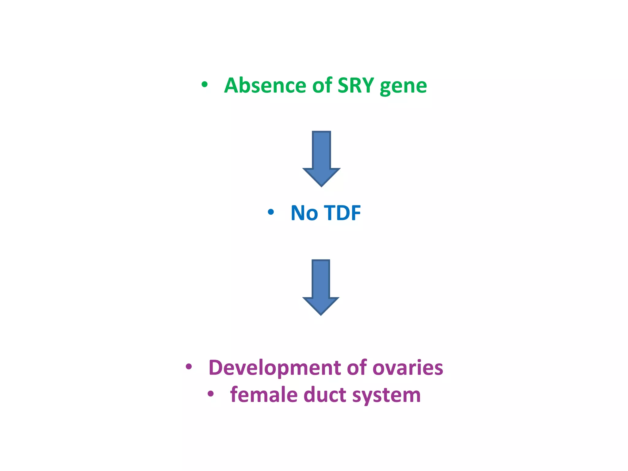 • Absence of SRY gene
• No TDF
• Development of ovaries
• female duct system
 