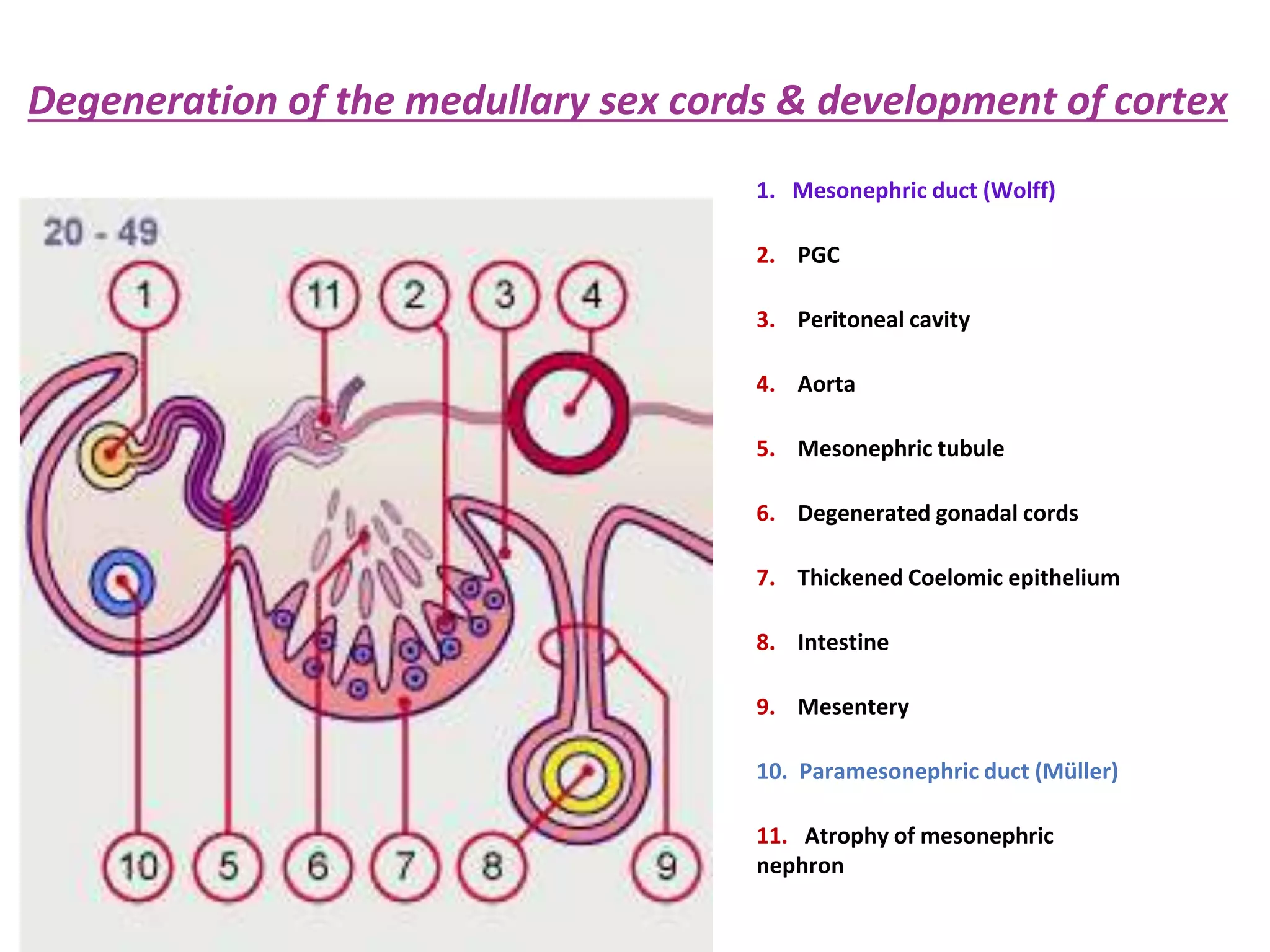 Degeneration of the medullary sex cords & development of cortex
1. Mesonephric duct (Wolff)
2. PGC
3. Peritoneal cavity
4. Aorta
5. Mesonephric tubule
6. Degenerated gonadal cords
7. Thickened Coelomic epithelium
8. Intestine
9. Mesentery
10. Paramesonephric duct (Müller)
11. Atrophy of mesonephric
nephron
 