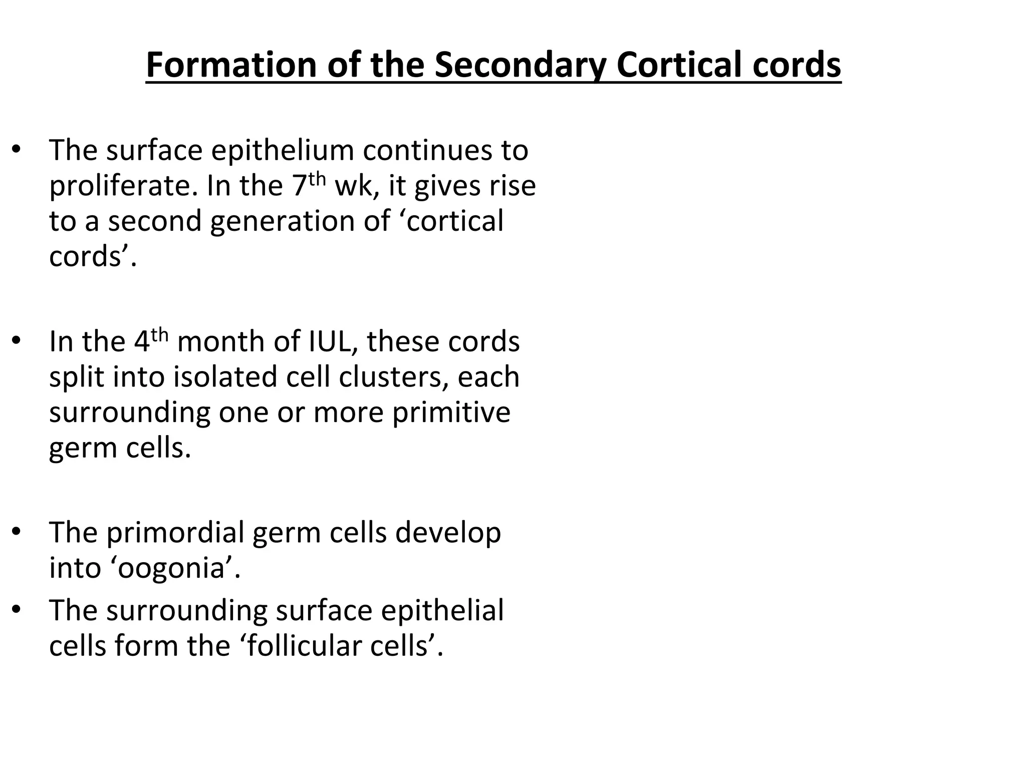 Formation of the Secondary Cortical cords
• The surface epithelium continues to
proliferate. In the 7th wk, it gives rise
to a second generation of ‘cortical
cords’.
• In the 4th month of IUL, these cords
split into isolated cell clusters, each
surrounding one or more primitive
germ cells.
• The primordial germ cells develop
into ‘oogonia’.
• The surrounding surface epithelial
cells form the ‘follicular cells’.
 