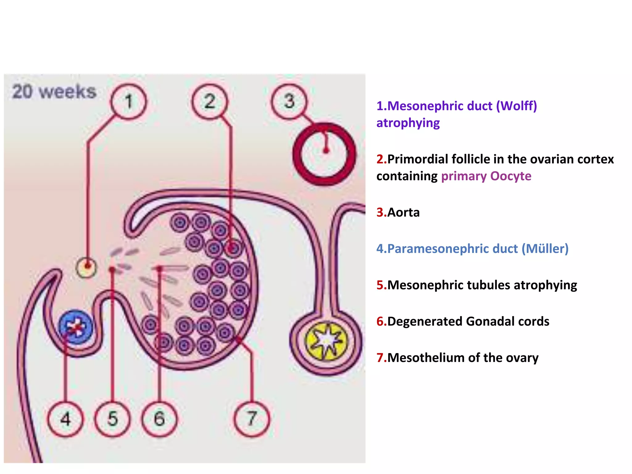 1.Mesonephric duct (Wolff)
atrophying
2.Primordial follicle in the ovarian cortex
containing primary Oocyte
3.Aorta
4.Paramesonephric duct (Müller)
5.Mesonephric tubules atrophying
6.Degenerated Gonadal cords
7.Mesothelium of the ovary
 